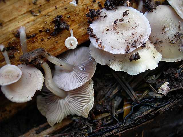 Dopo il risveglio, le prime specie